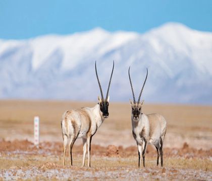 青海西寧+格爾木+可可西里自然保護區(qū)+青海湖+茶卡鹽湖+甘肅張掖+嘉峪關(guān)+敦煌9日8晚跟團游